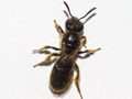 Lasioglossum pauxillum